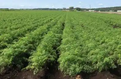 303 Devald Road Bradford West Gwillimbury Ontario L3Z 3Y7